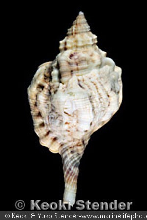Cymatium muricinum