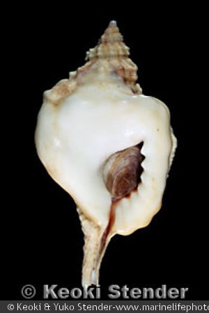 Cymatium muricinum