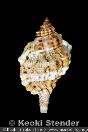 Cymatium muricinum