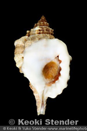 Cymatium muricinum