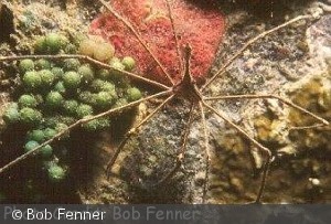 Stenorhynchus seticornis