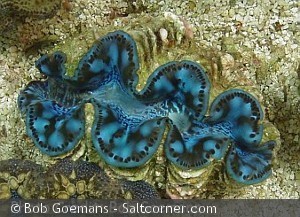 Tridacna Maxima