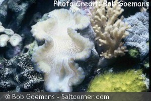 Tridacna Gigas