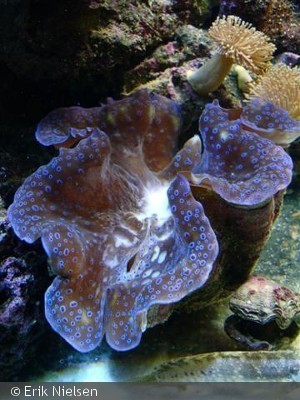 Tridacna gigas