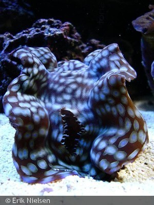 Tridacna squamosa