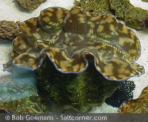Tridacna derasa