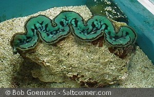 Tridacna Crocea