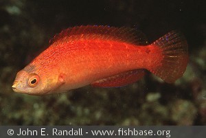 Cirrhilabrus condei - hun