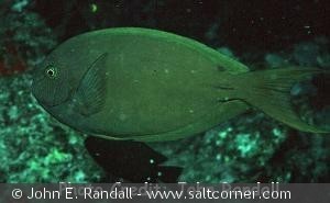 Acanthurus thompsoni