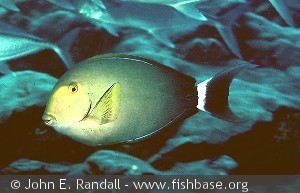 Acanthurus xanthopterus