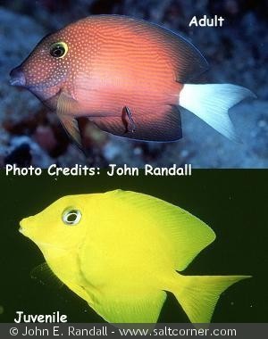 Øverst Voksen, Nederst ung-fisk