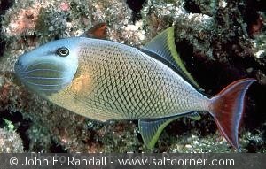 Xanthichtys mento
