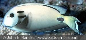Acanthurus tennentii