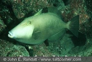 Sufflamen fraenatus