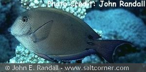 Acanthurus nigrofuscus