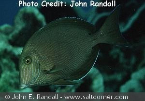 Acanthurus nigroris