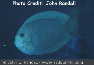 Acanthurus nubilus