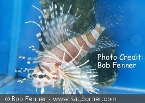 Dendrochirus zebra