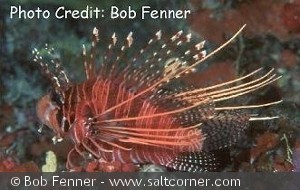 Pterois antennata