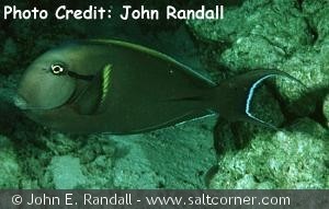 Acanthurus nigricauda