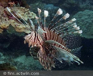 Pterois volitans