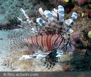 Pterois volitans
