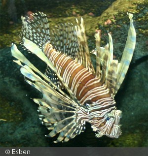 Pterois volitans