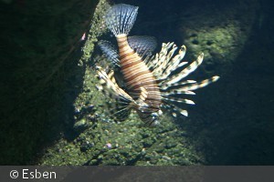 Pterois volitans