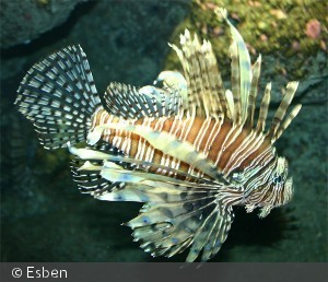 Pterois volitans