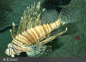 Pterois volitans
