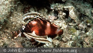 Dendrochirus biocellatus