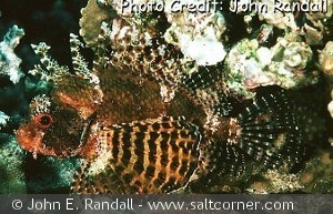 Dendrochirus brachypterus