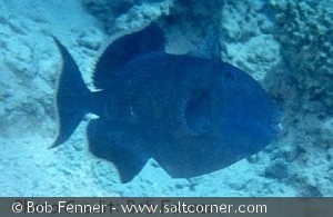 Pseudobalistes fuscus