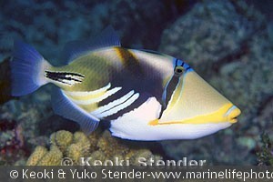 Rhinecanthus aculeatus