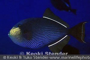 Melichthys niger