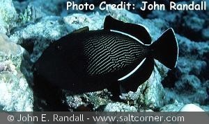 Melichthys indicus