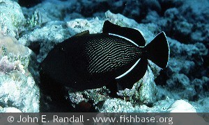 Melichthys indicus