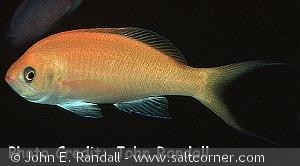 Pseudanthias thompsoni