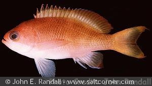 Pseudanthias townsendi