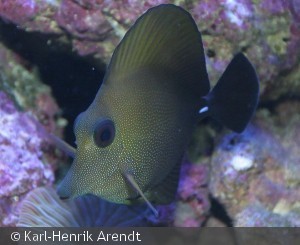 Zebrasoma scopas