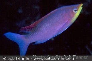 Pseudanthias tuka