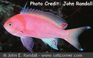 Pseudanthias sheni