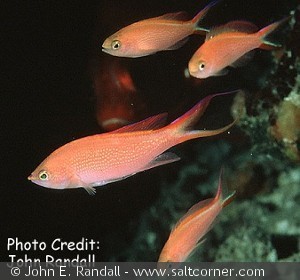 Pseudanthias smithvanizi