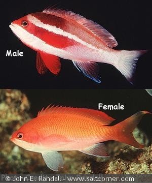 Pseudanthias taeniatus