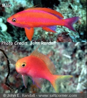 Pseudanthias randalli