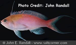 Pseudanthias regalis