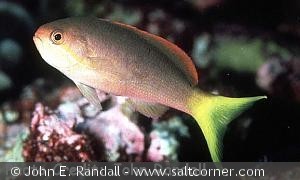 Pseudanthias olivaceus
