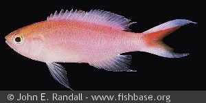 Pseudanthias parvirostris