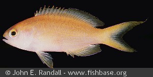 Pseudanthias parvirostris