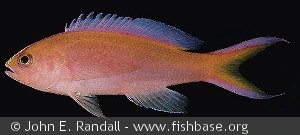 Pseudanthias parvirostris